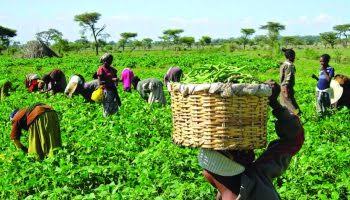 Addressing Nigeria’s food security challenge through eco-friendly agriculture
