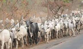 Adamawa to inoculate 1 million cattle against zoonosis - Official