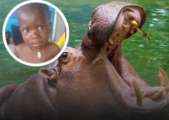 How hippopotamus Swallows, Spits Out 2-Year-Old Child in Uganda