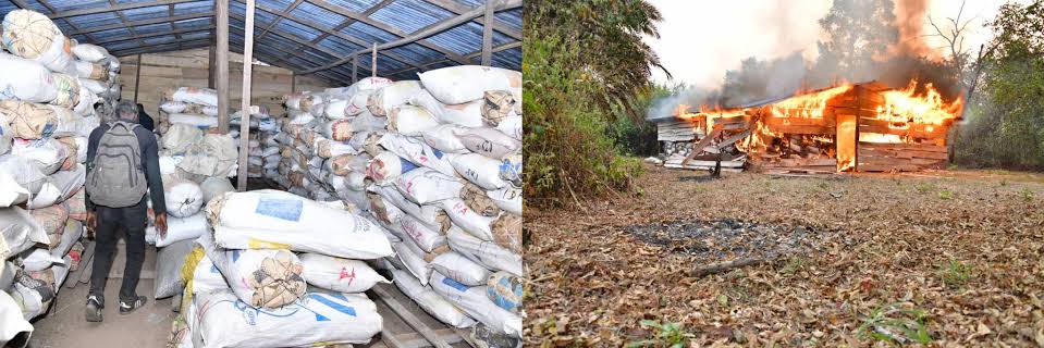 NDLEA destroys 317 tons of cannabis in Edo forest, arrests 4