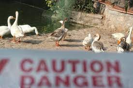 China reports first fatal human case of bird flu, WHO says