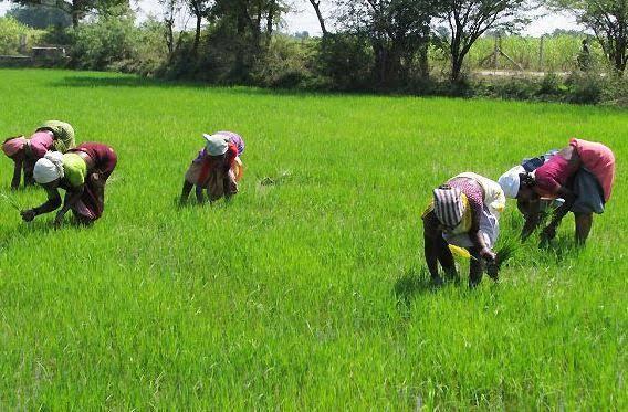 FG distributes certified rice seeds to smallholder farmers in South-West