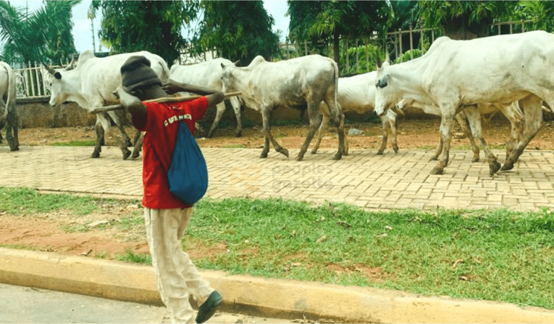 Court remands 20-year-old cattle rearer for alleged open grazing, murder