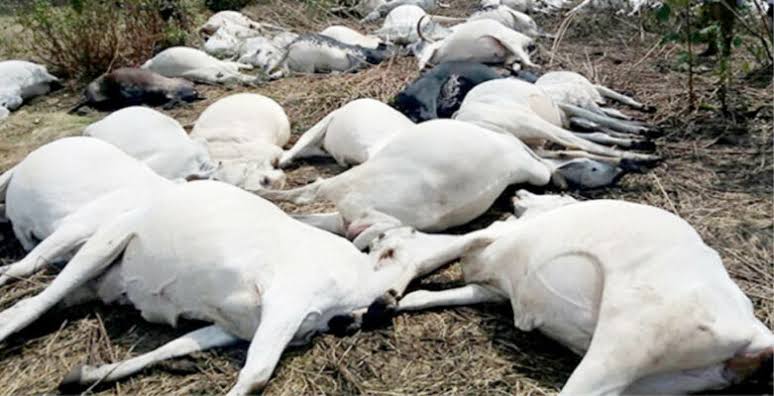 How we rescued 40 poisoned cows from death - Official